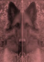 Definition of mirror image